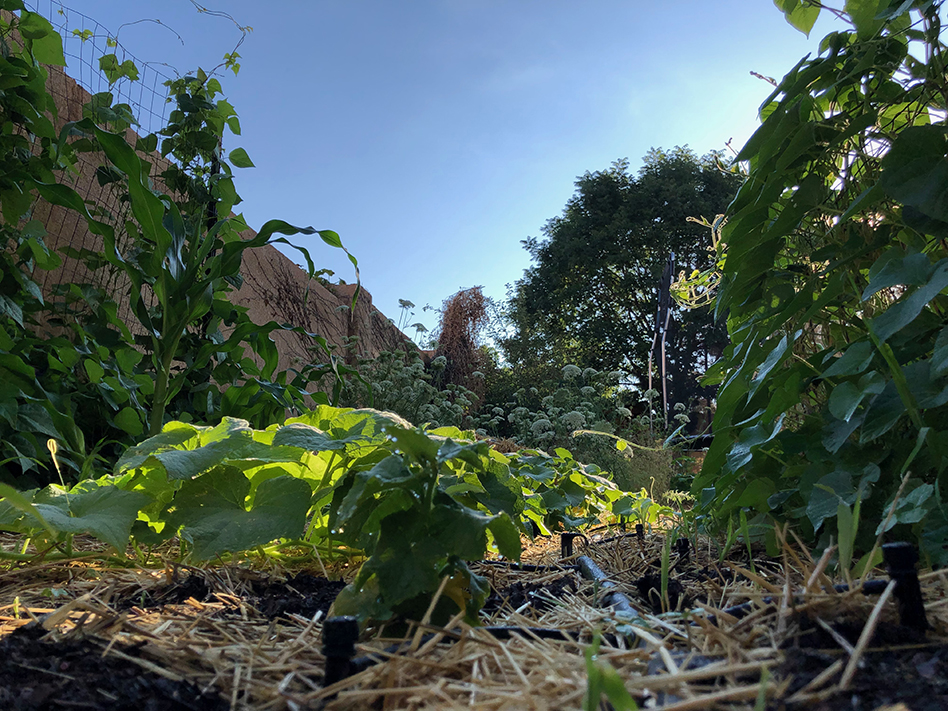Some beans, corn, cucumbers, and carrots growing in my 2022 crop.